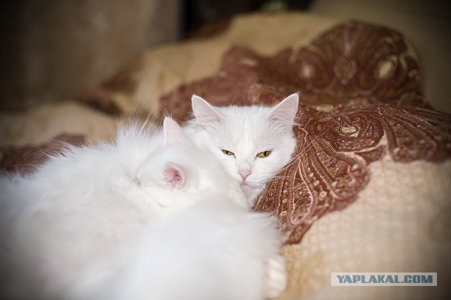 Котовторник 26.01.2016