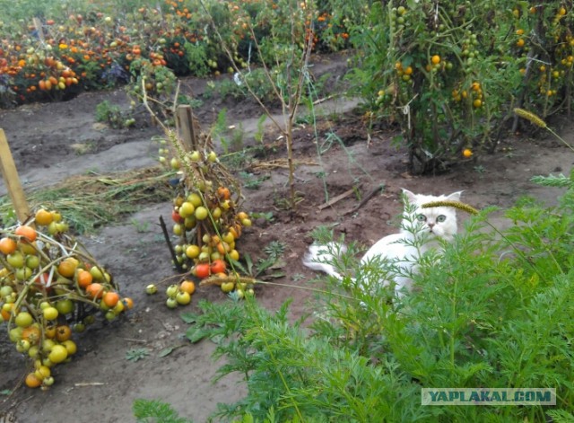 Котовторник 27.09.16