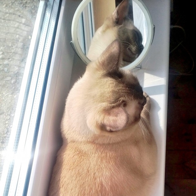 Котовторник 27.09.16
