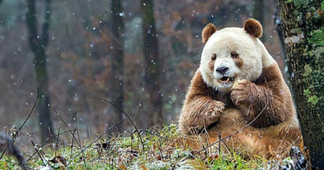 Единственная в мире коричневая панда, которую бросила мама, наконец-то нашла свое счастье