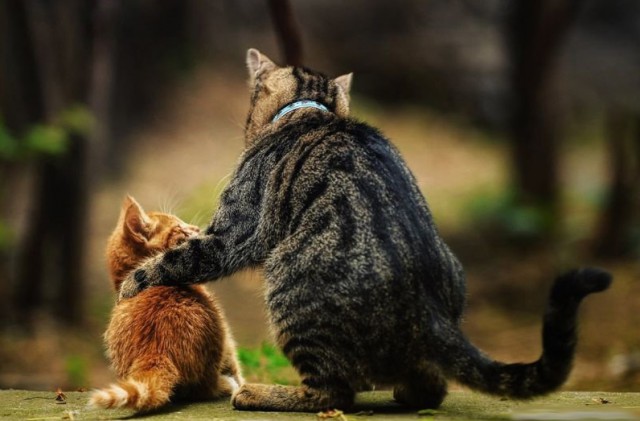 Коты из сети