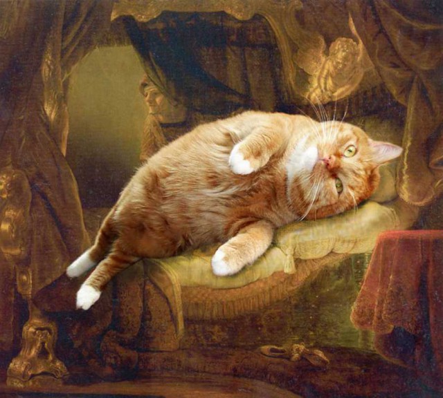 Коты из сети