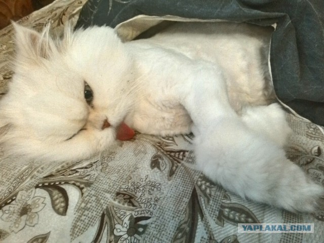 Котовторник 14.03.2017
