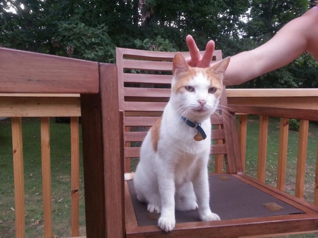 Коты и Кошки