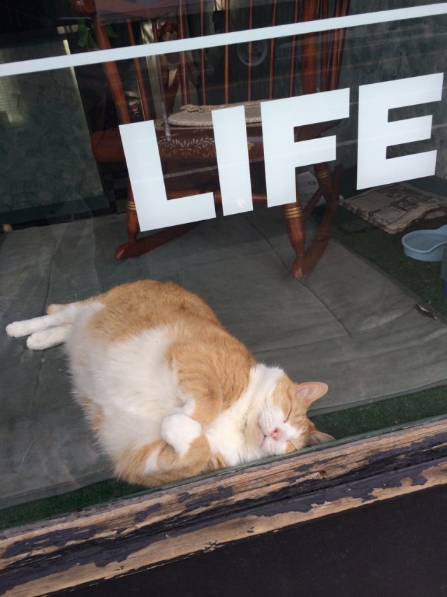 Коты и Кошки