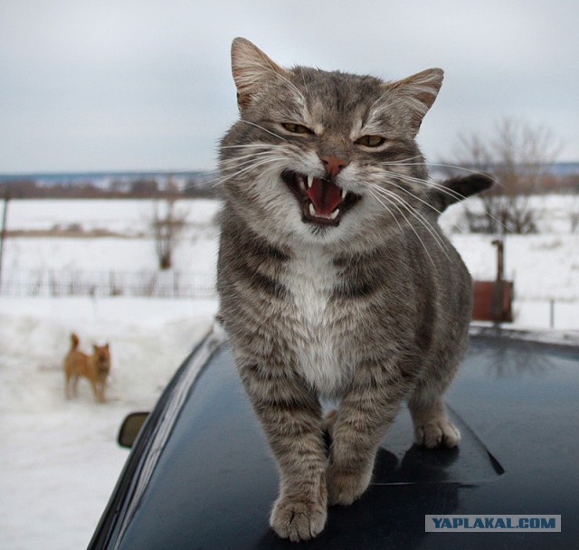 Почему мы любим кошек?