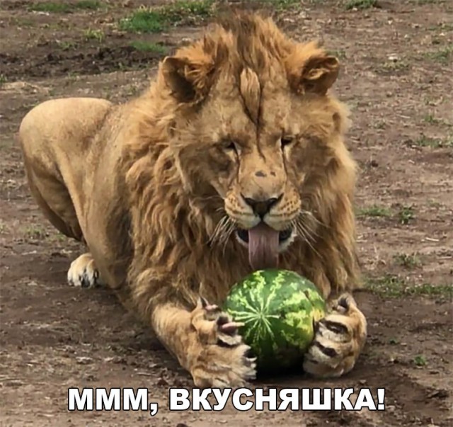 Подборка забавных животных