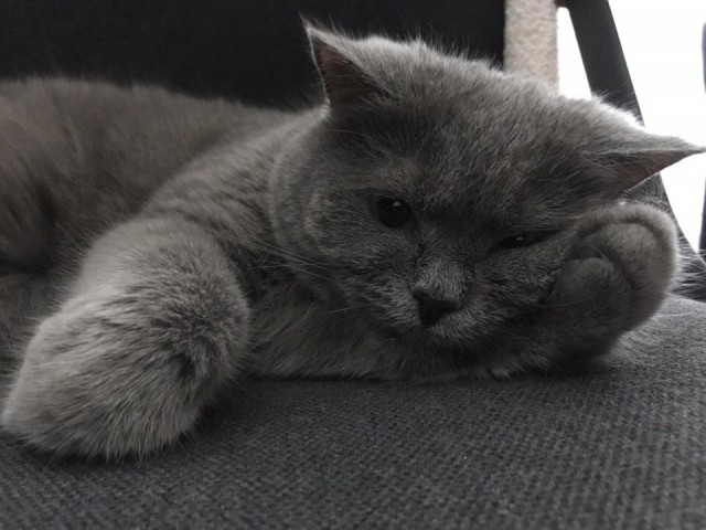 Коты и Кошки