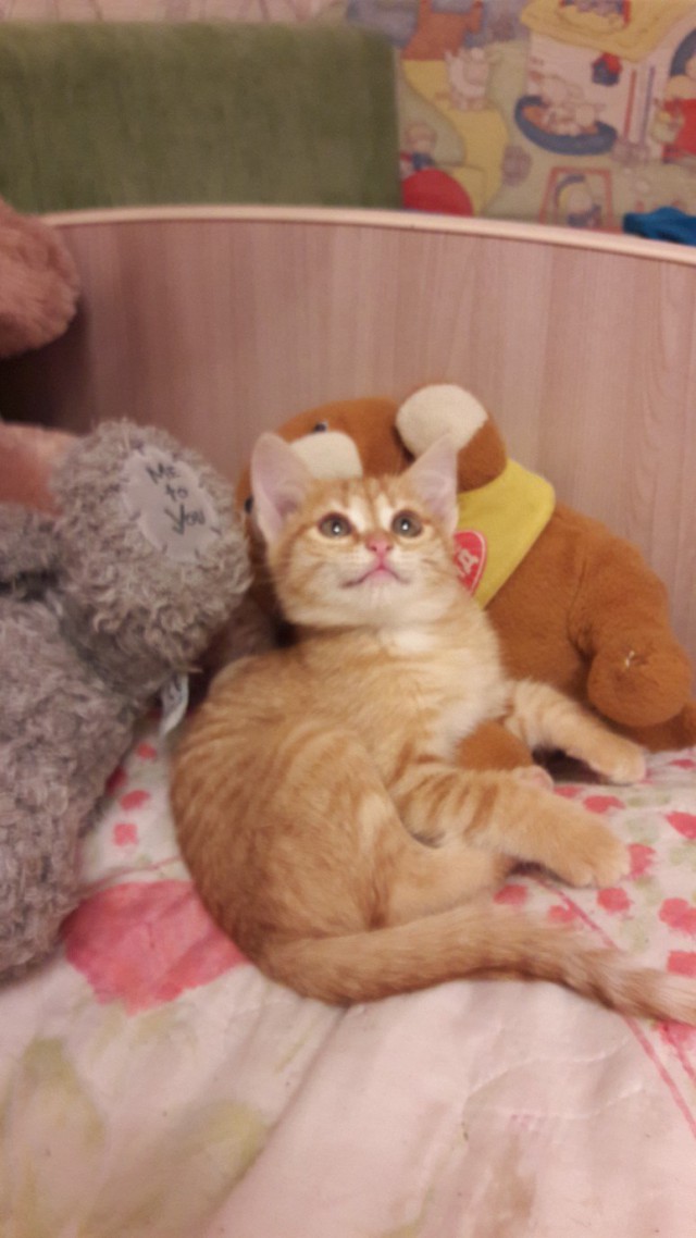 Коты и Кошки