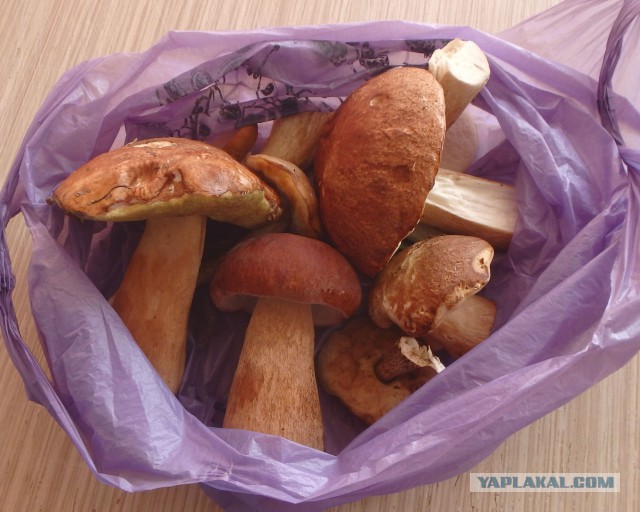 Лето - это маленькая жизнь