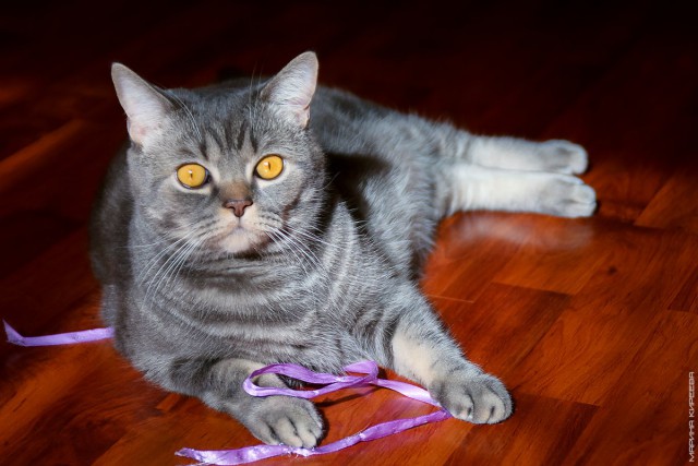 Коты и Кошки