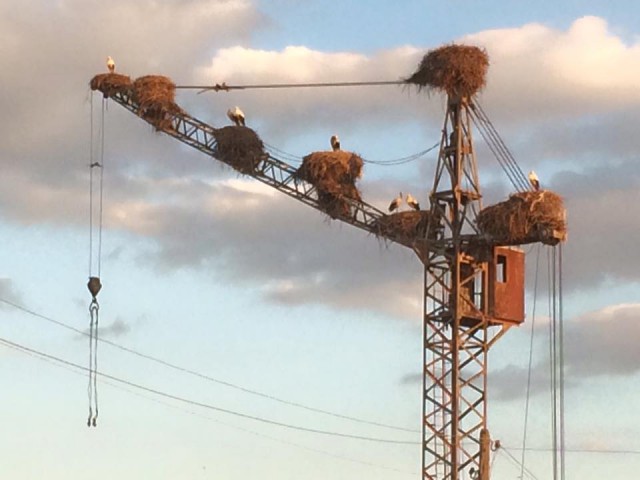 Подборка забавных животных