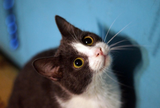 Котовторник!