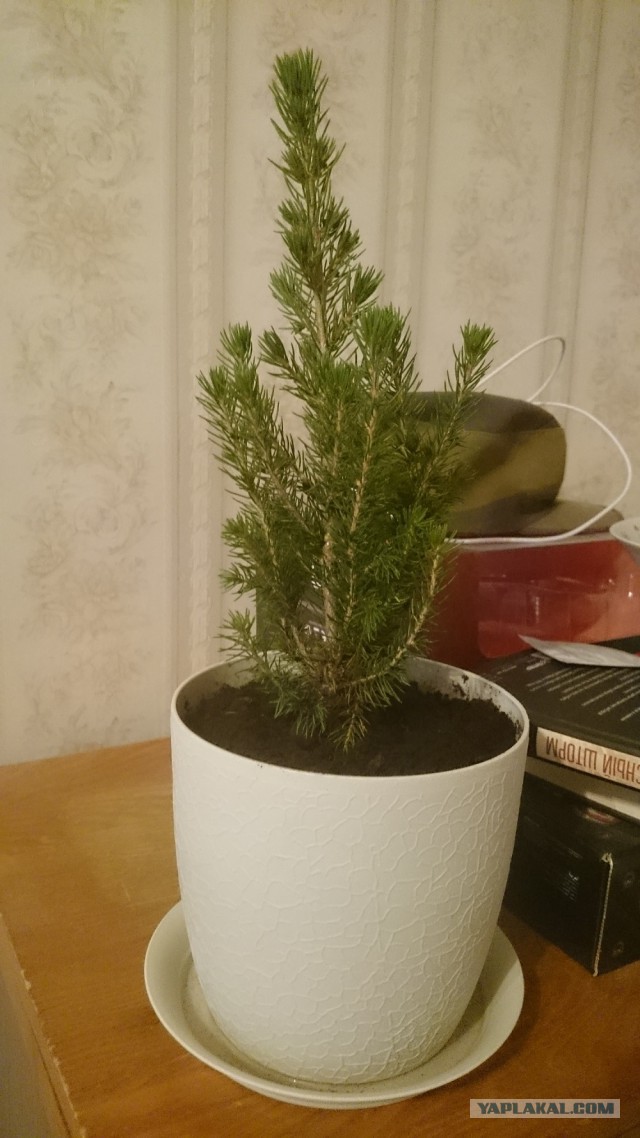 А давайте Ёлками меряться!?