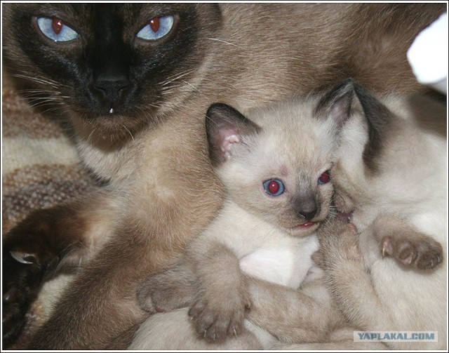 Котовторник на ЯПлакалъ (03.06), котята (31 шт)