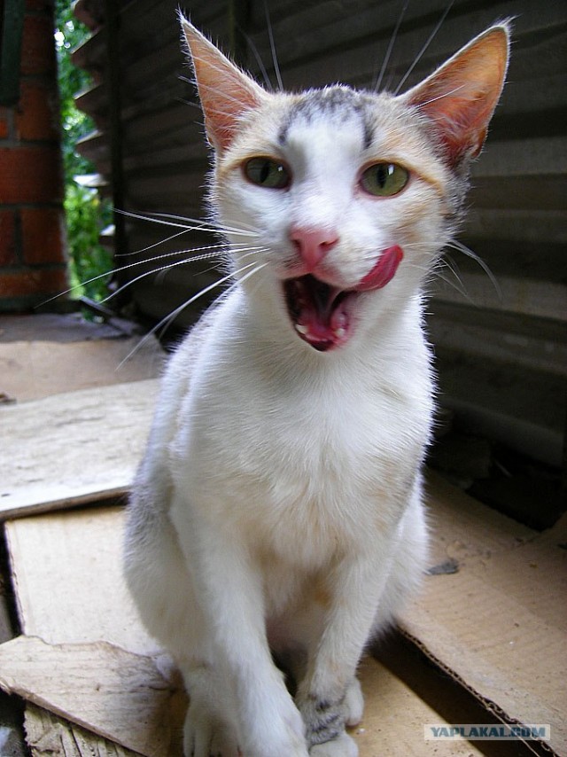 Котовторник на ЯПлакалъ 08.07.2008