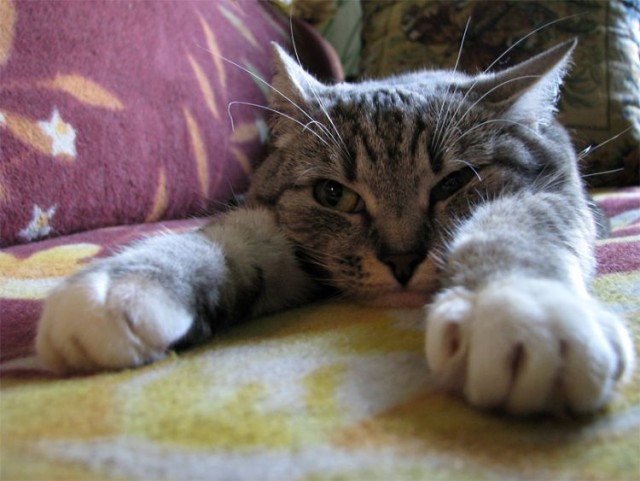 Уррааа! Котовторник на ЯПлакалъ!