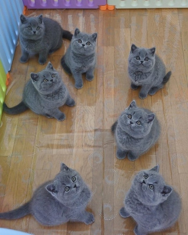 Немного милоты