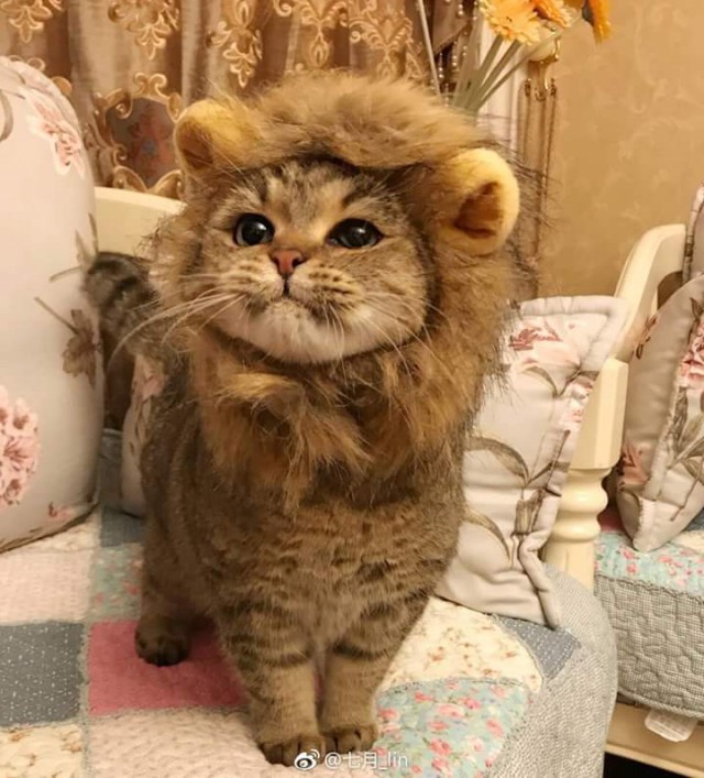 Прикольных котов пост