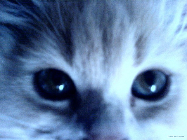 Котовторник: начало