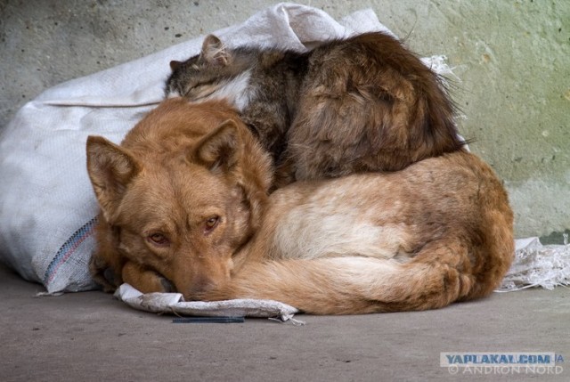 Котовторник на 6 июля