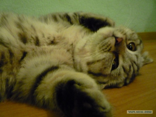 Котовторник. А как же?!