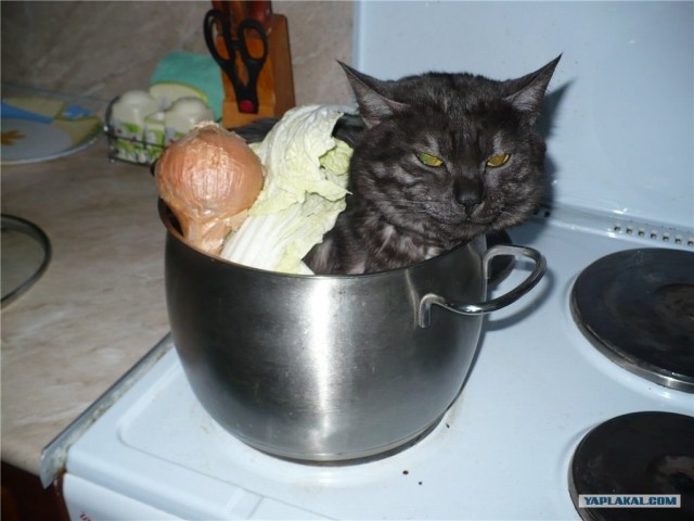 Котовторник на середину июня