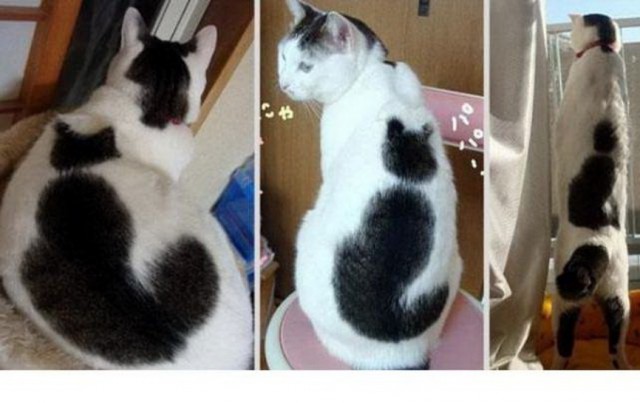 Прикольных котов пост