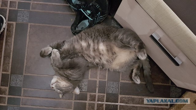 Котовторник 18.12.2018