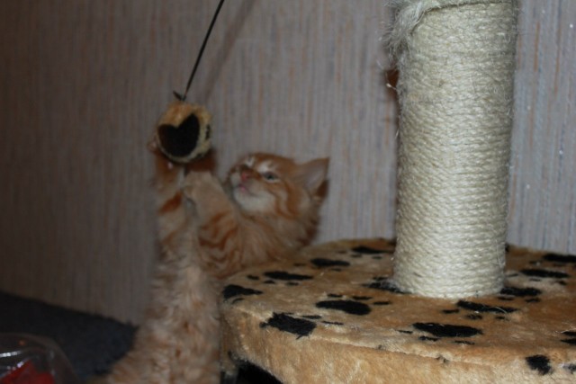 Котовторник (28.02.2012)