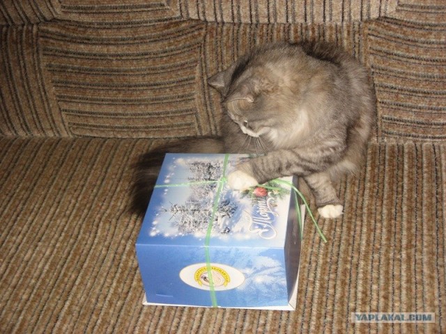 КОТОВТОРНИК (6.03.2012)