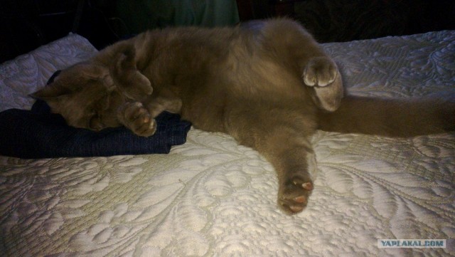Котовторник   5.06.2012