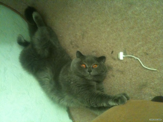 Котовторник  19.06.2012