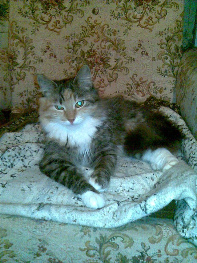 Котовторник  17.07.2012