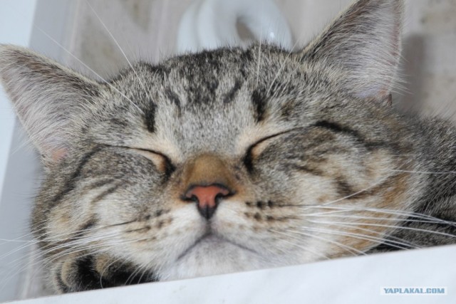 Котовторник  4.09.12