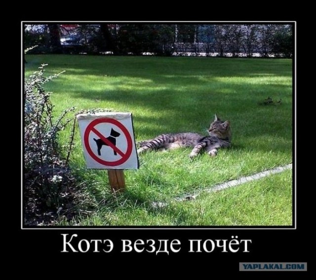16 лучших котов сезона