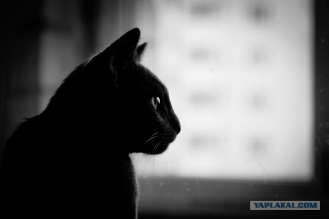 Новогодний Котовторник 01.01.2013