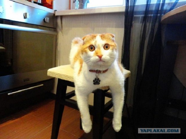 Котовторник 19.02.2013