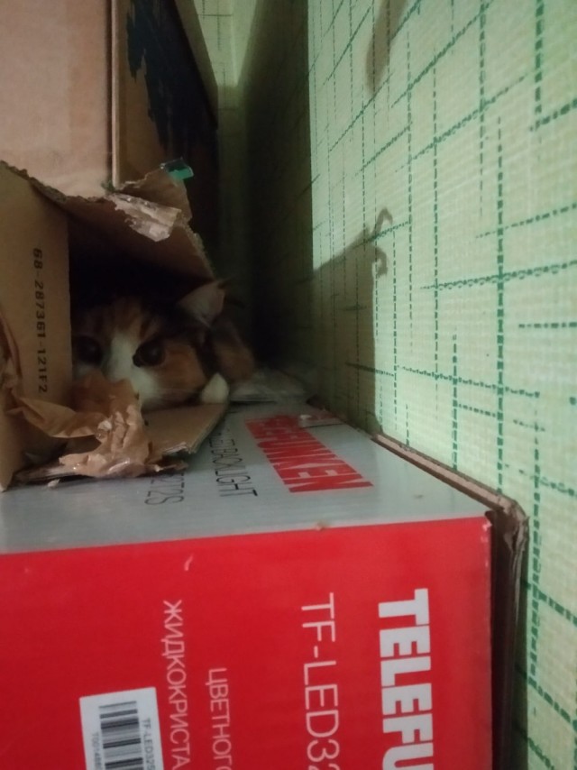 Забавные картинки с котами из сети