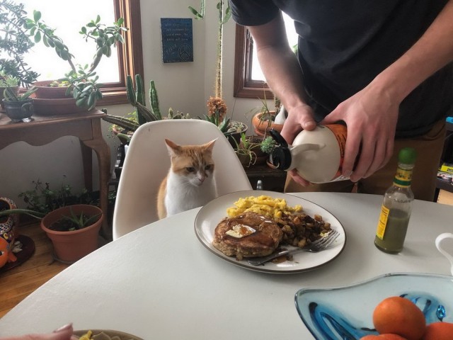 Котики