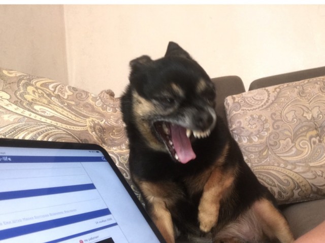 Неудачные фотографии дикой природы