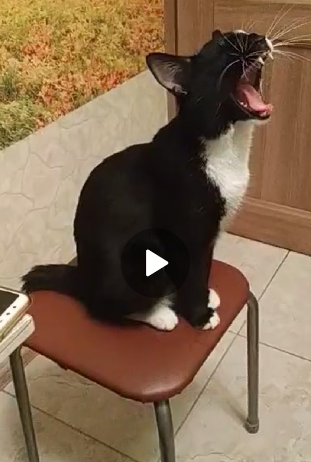 Кошка обдумывает судьбу собаки