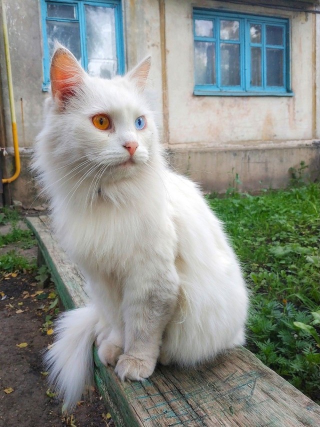 Эти забавные животные