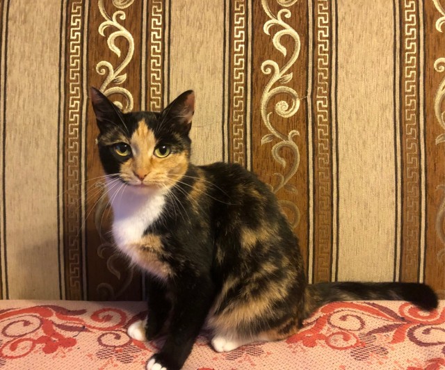 Про котов