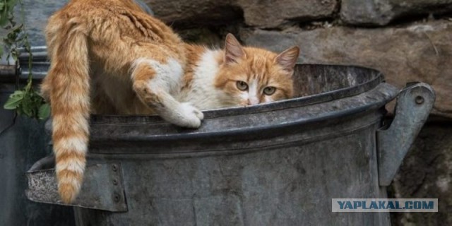 Коты, которые спят где попало и как попало