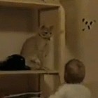 Котэневозмутимость