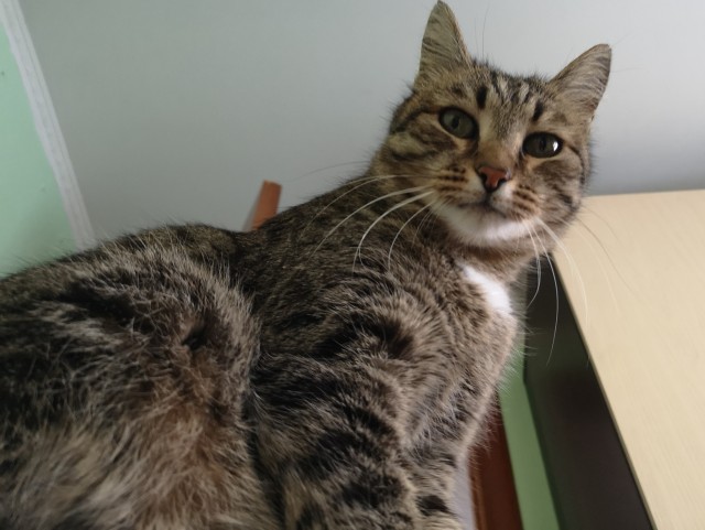 Уличные котаны