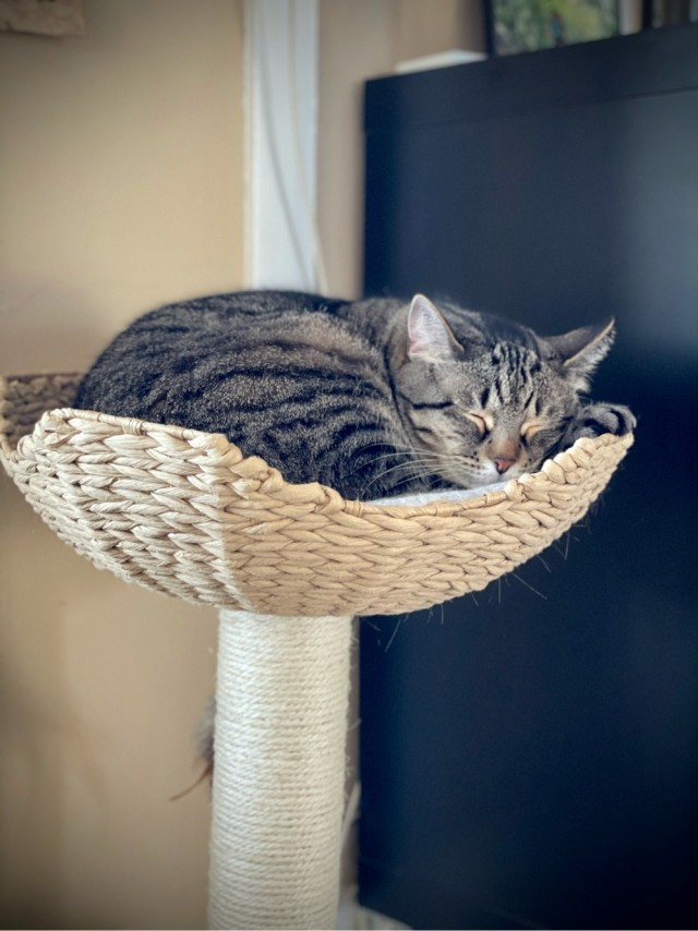 Вторник. Кото-вторник...