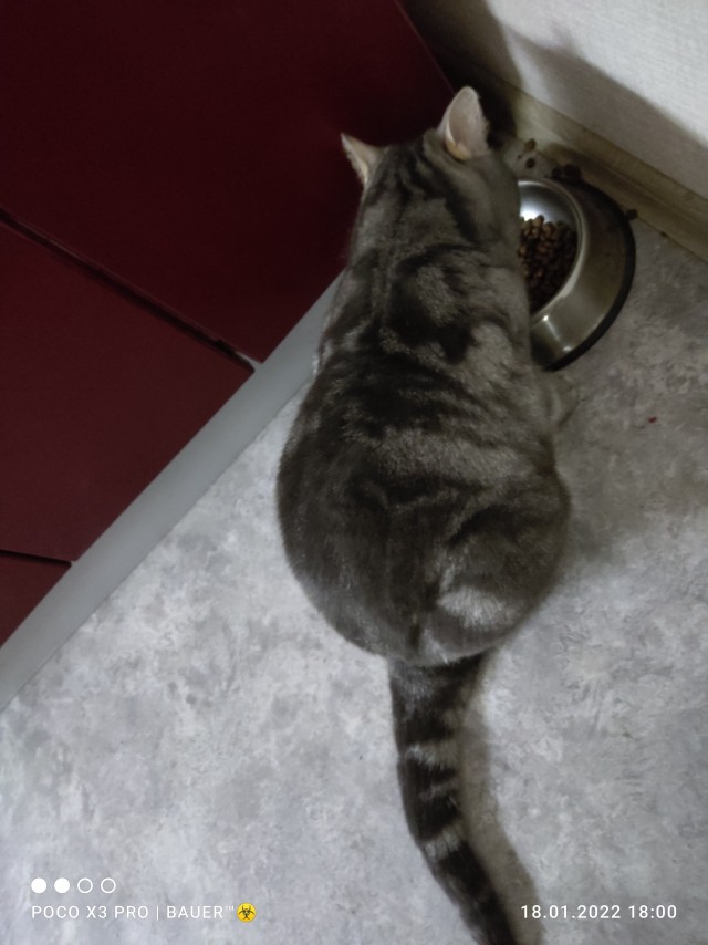 Что-то котовторник никто не начинает...