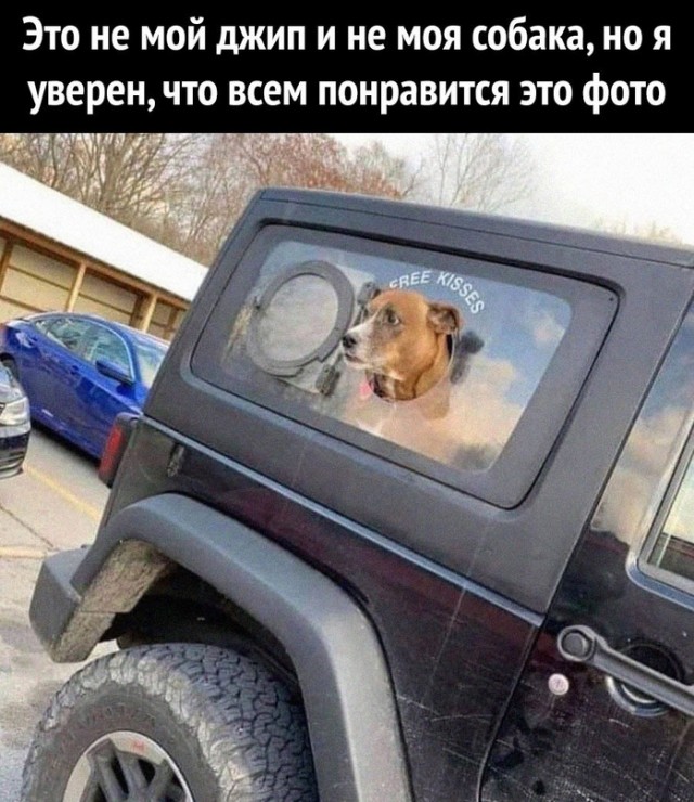 Человек собаке друг и другие картинки и мемы  под настроение